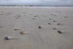strand-1024x768